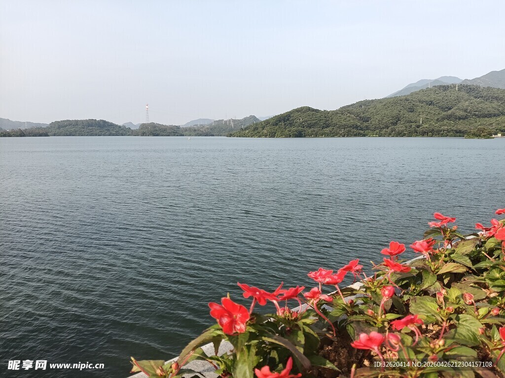 湖畔红花绽放美景