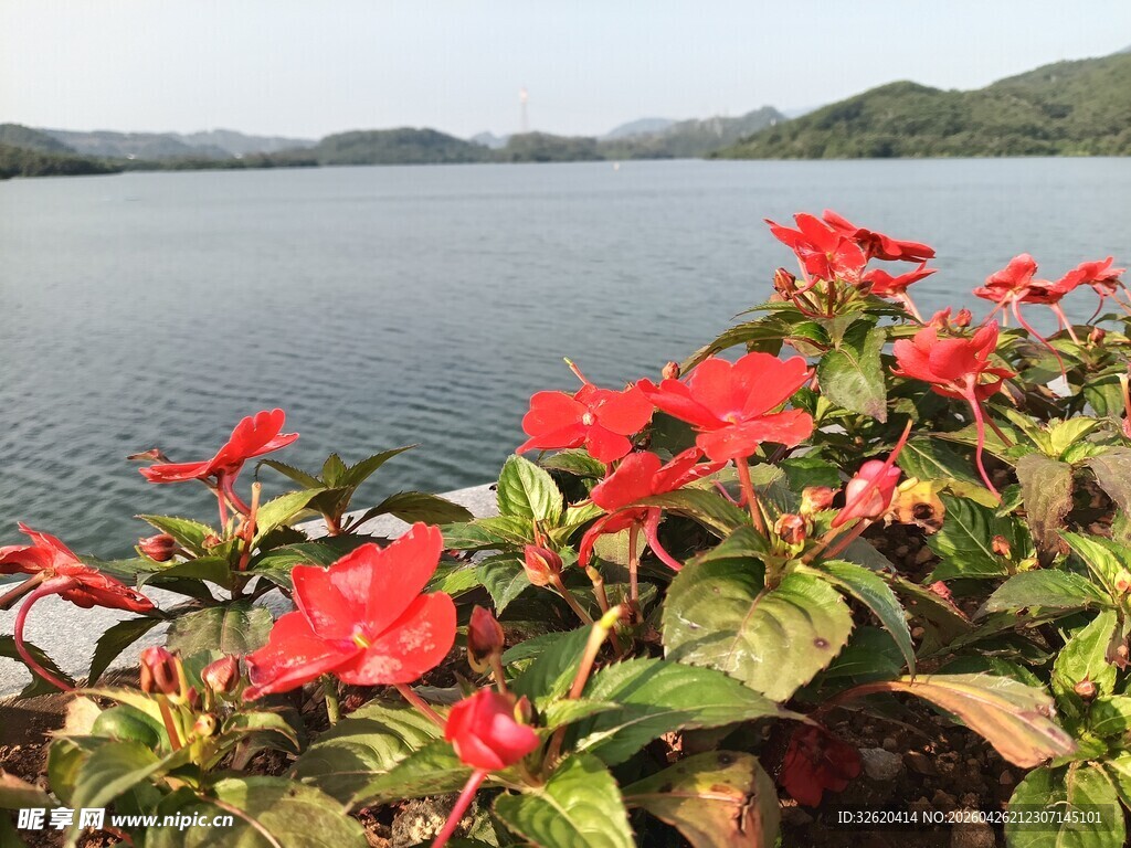 湖畔绽放的艳丽红色花卉