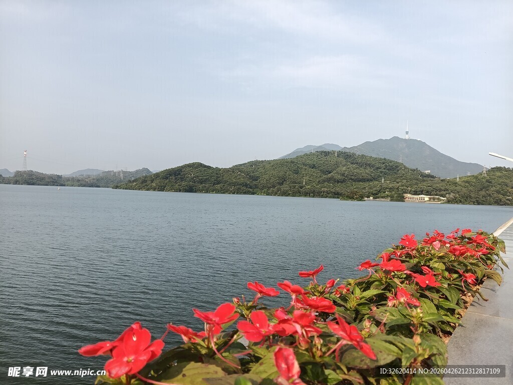 湖畔红花映碧水