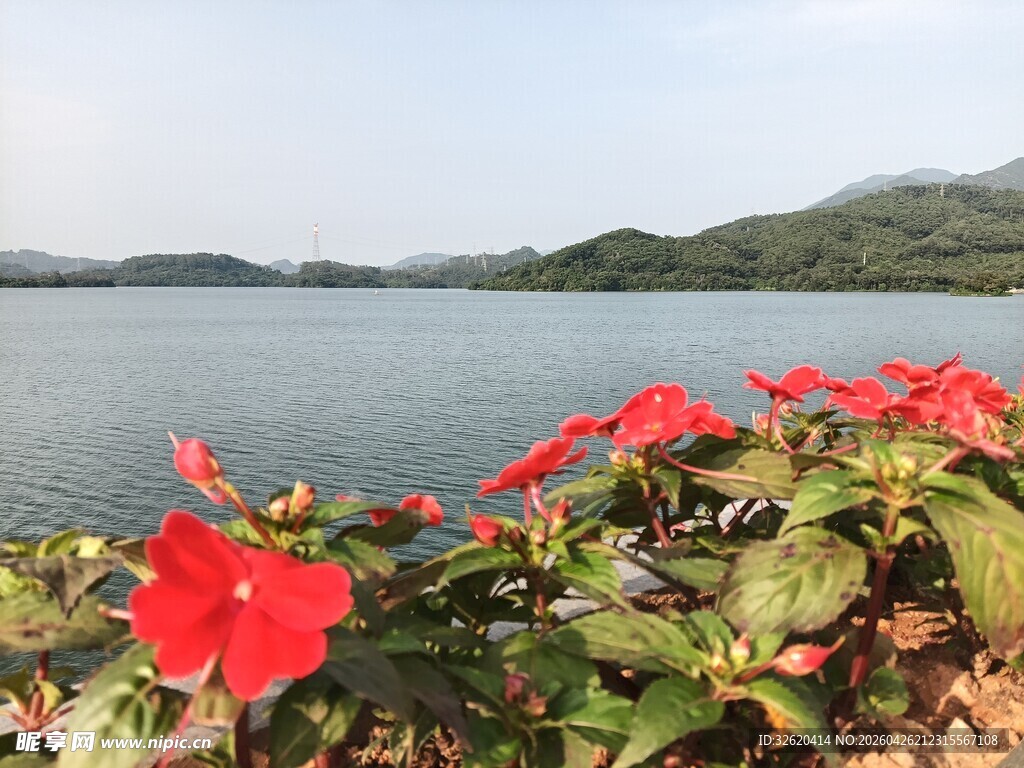湖畔艳红花朵绽放