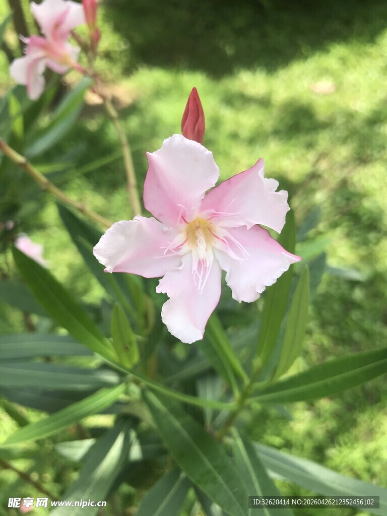 娇艳夹竹桃绽放于绿野