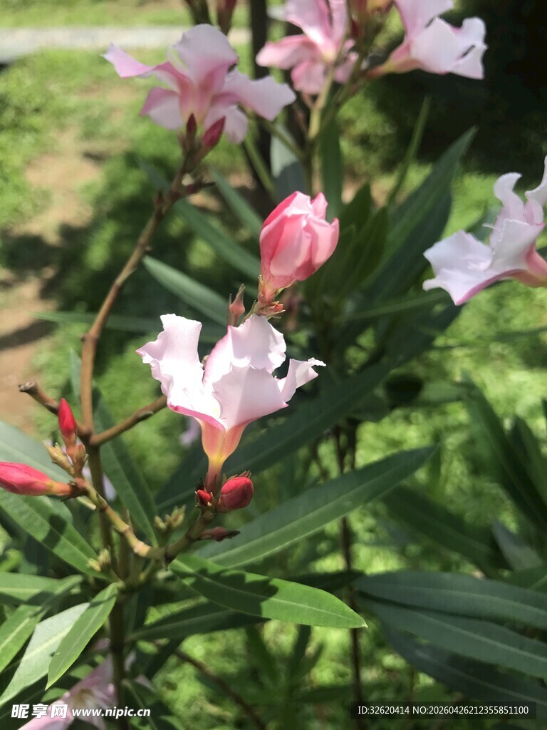 娇艳夹竹桃绽放绿意间
