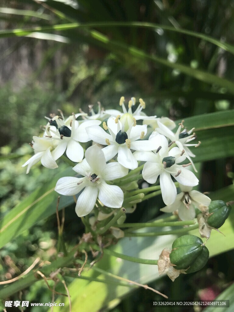 白色小花绽放绿叶间