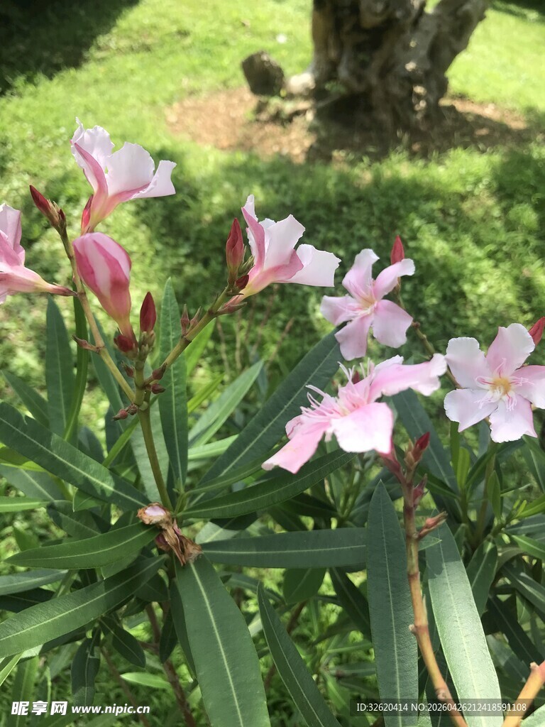 娇艳夹竹桃绽放于草地