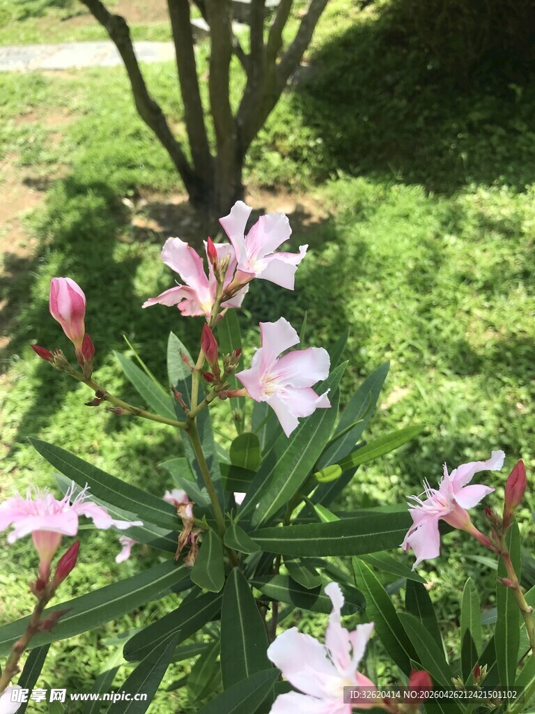 绿叶间绽放的粉嫩夹竹桃