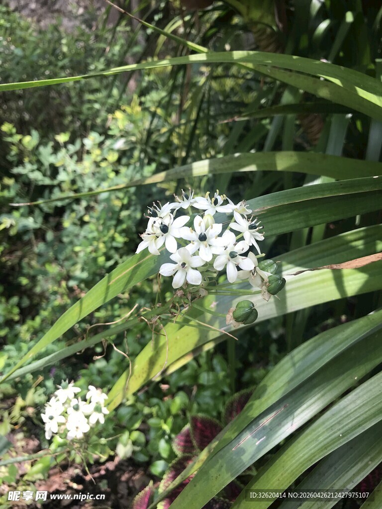 绿叶丛中的白色星状小花