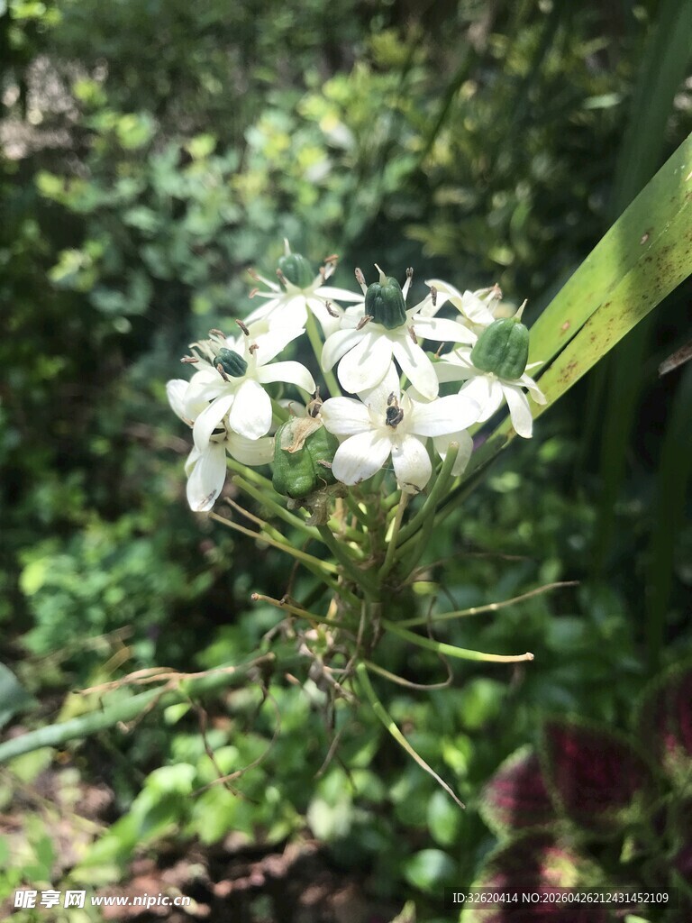 白色小花绽放于绿植间