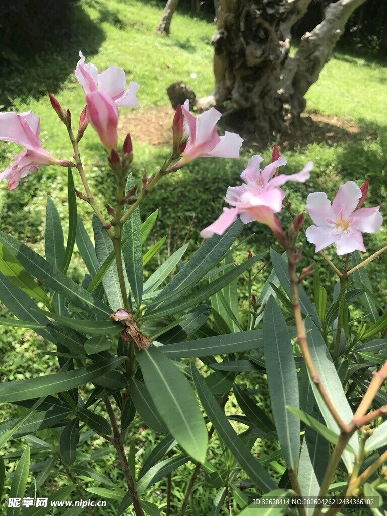 粉色夹竹桃绽放于绿意间