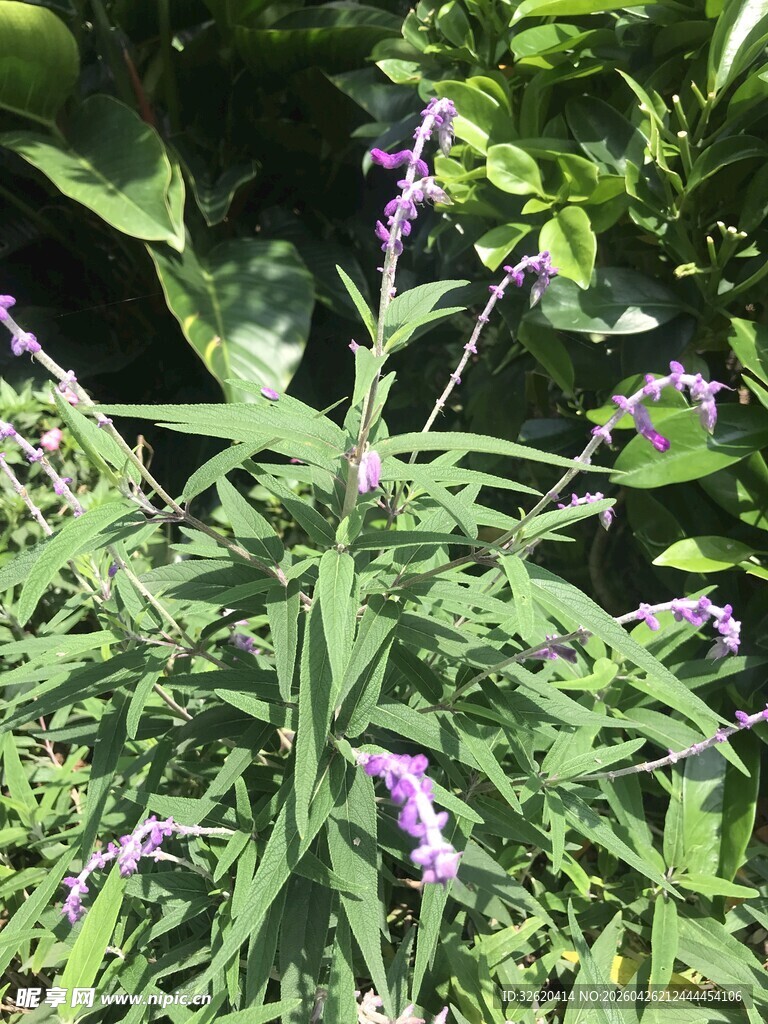 紫色小花绽放于绿植间