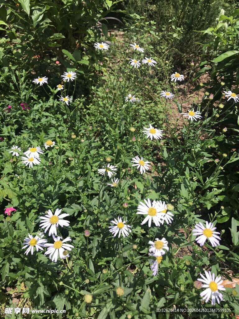 野地中的多彩雏菊绽放