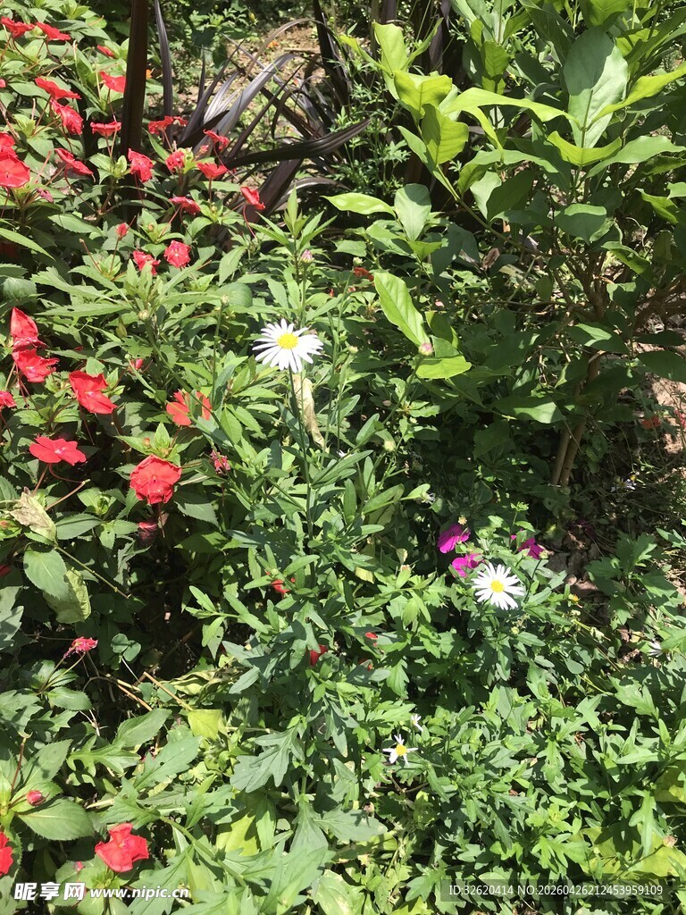 多彩花卉绿植景观