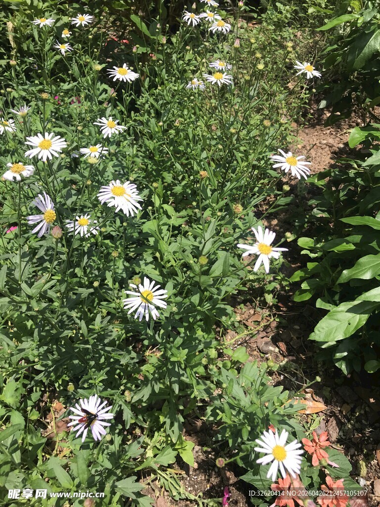 花园里的清新小雏菊