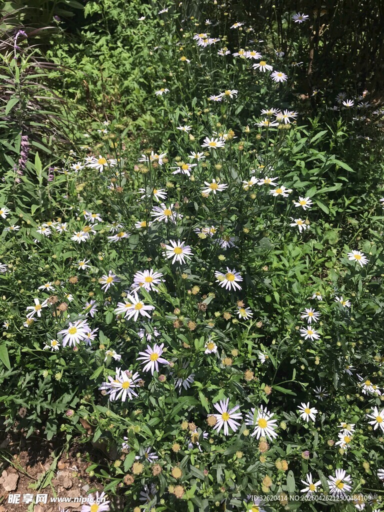 繁茂野花绽放绿意间