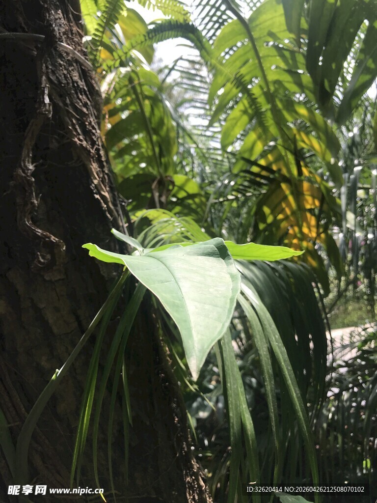 林中大叶植物