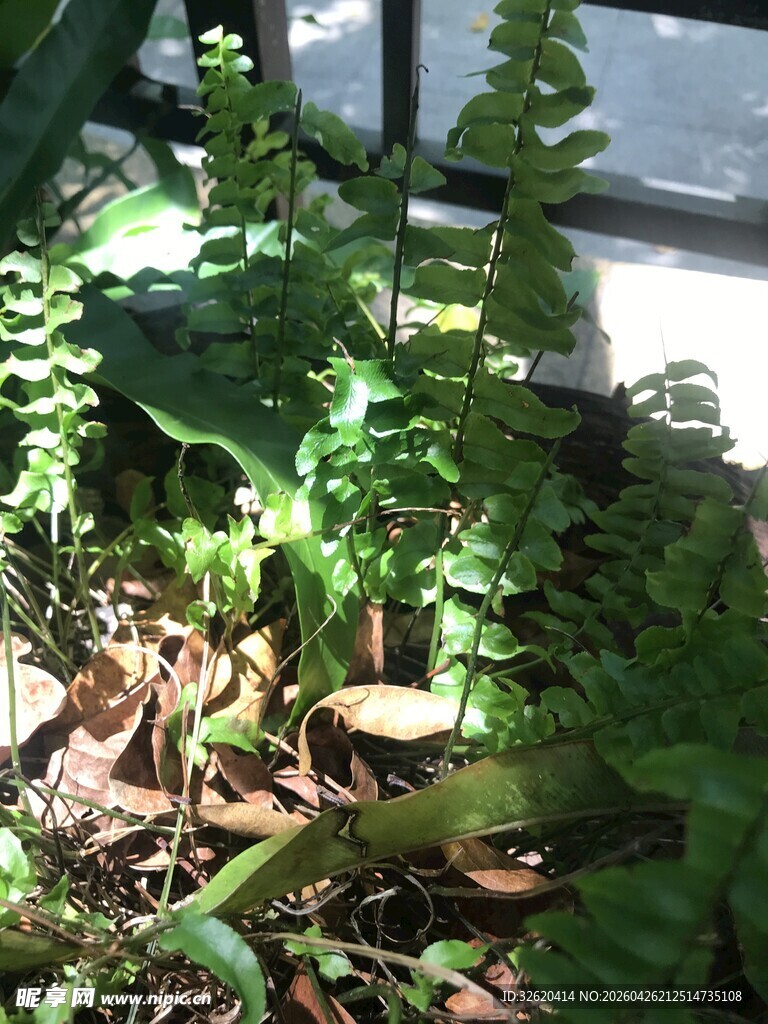 室内绿植景观