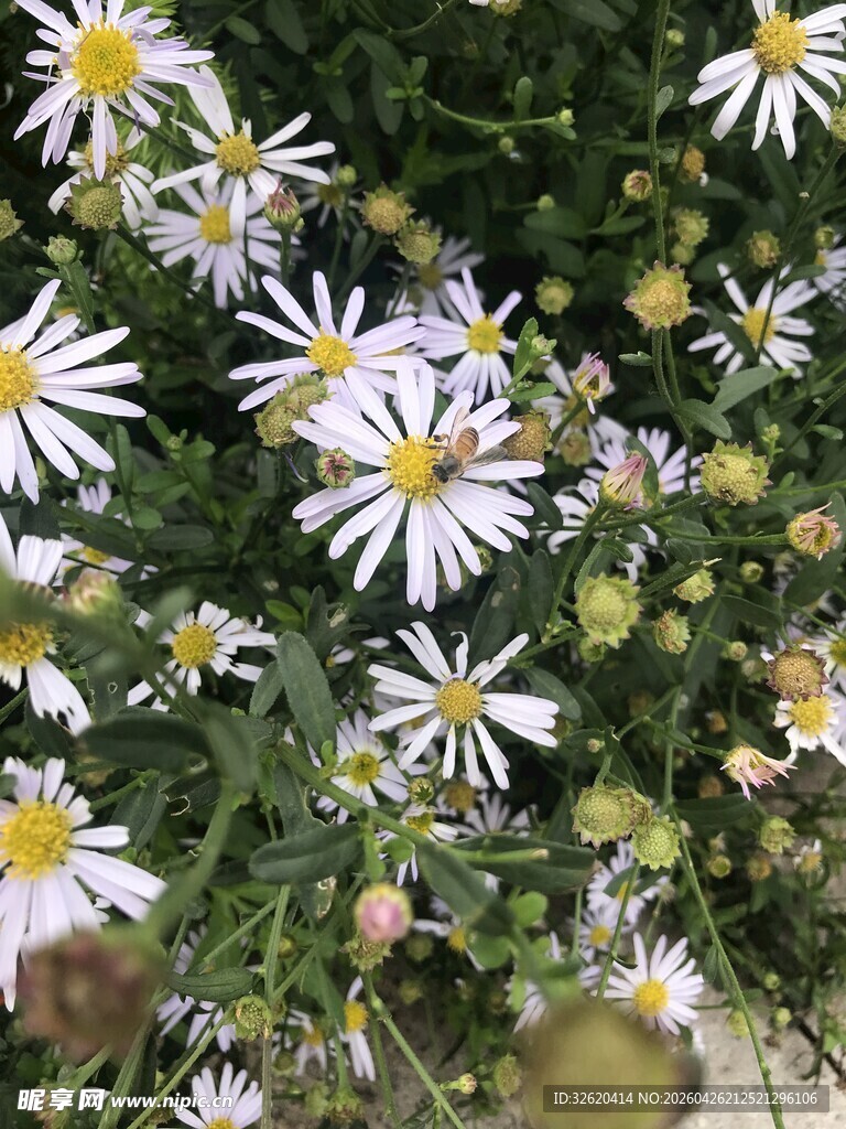 白色雏菊绽放绿植间
