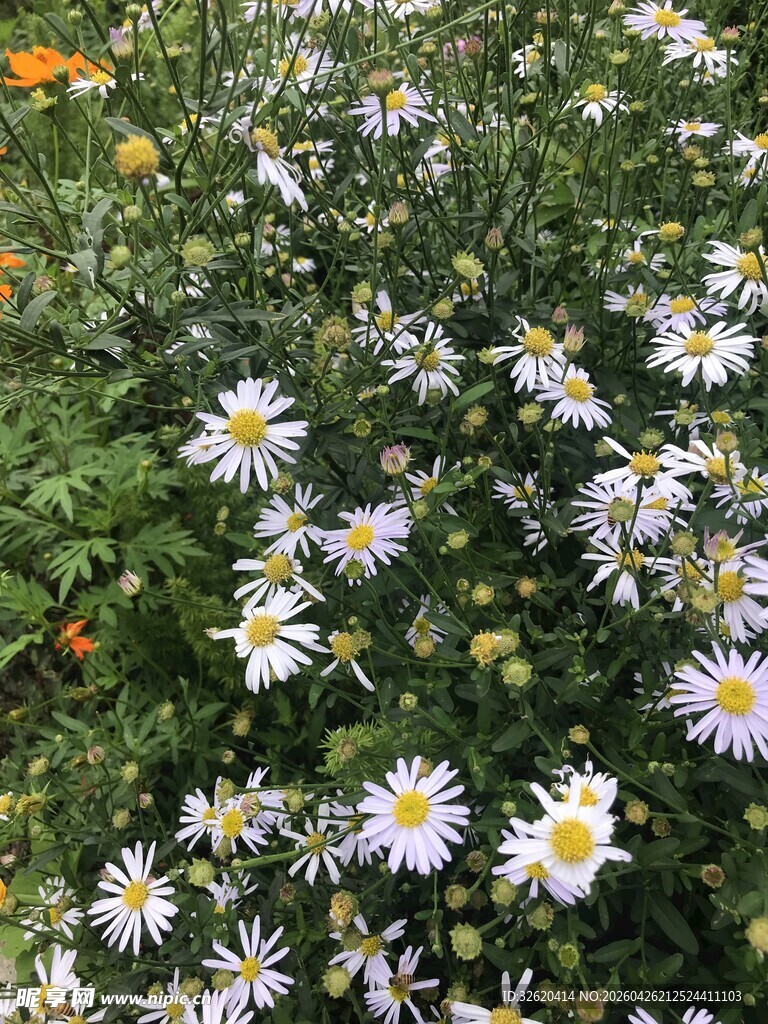 野菊花丛绽放美丽景象