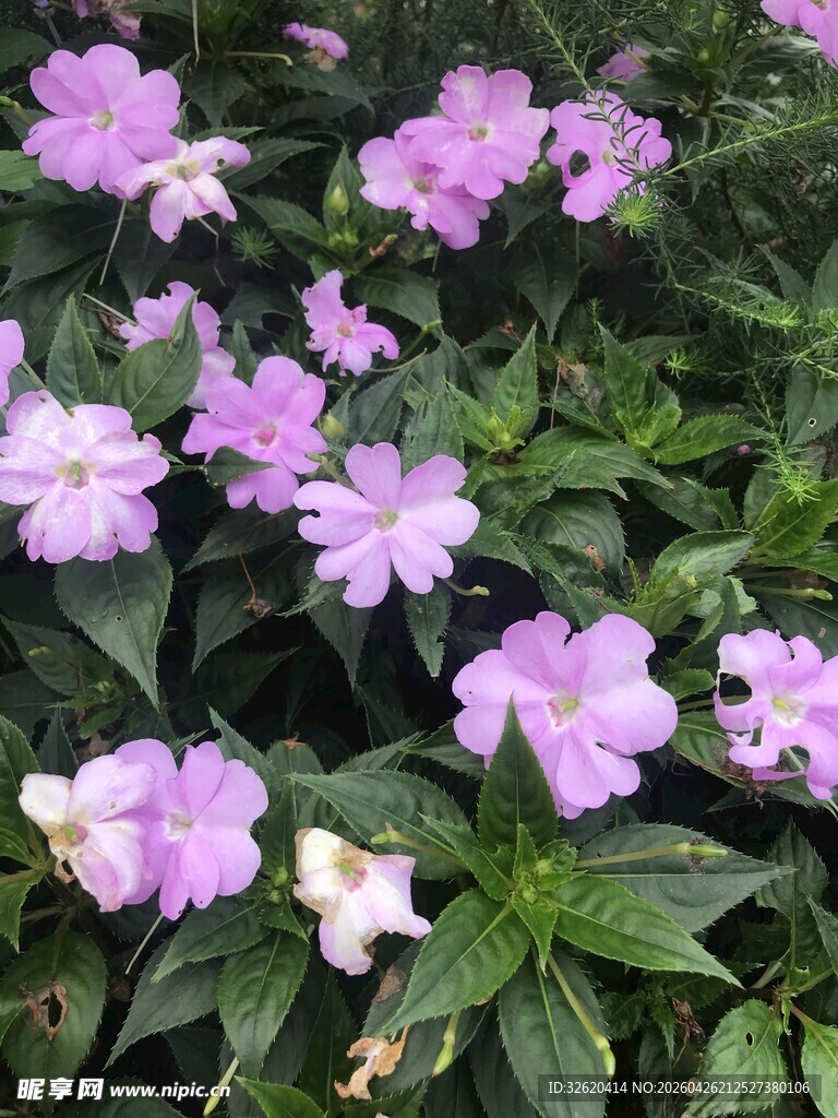 紫色小花绽放绿叶间