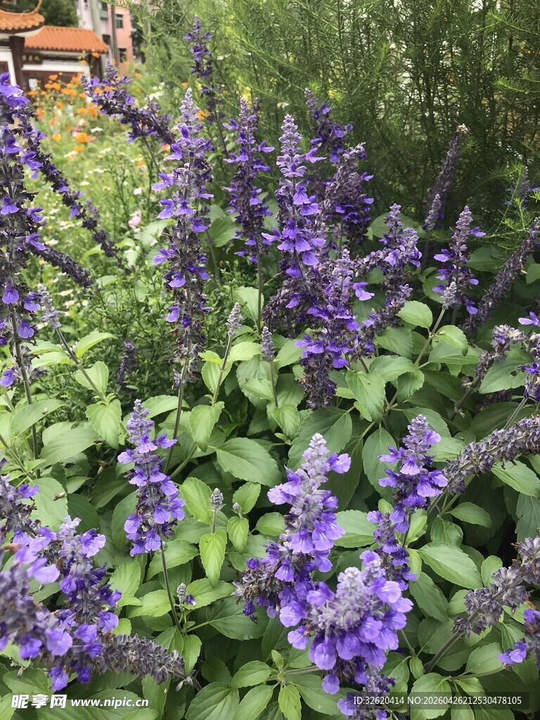 紫色花卉绽放绿意间