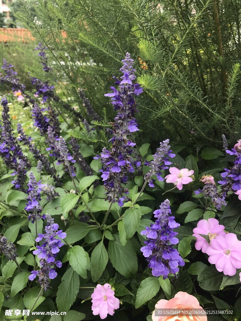 紫粉花卉绽放绿意间