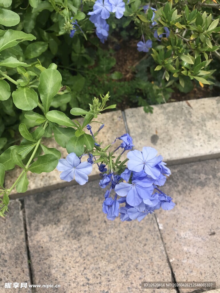 蓝花绽放于砖石旁