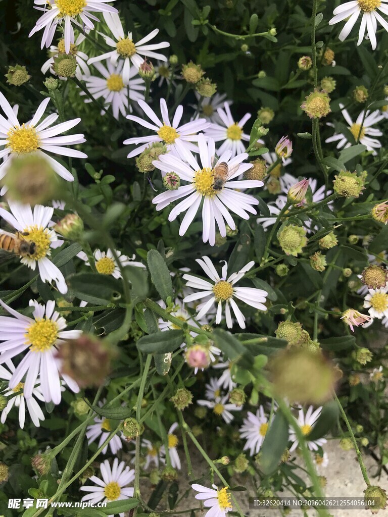 清新野菊花绽放画面