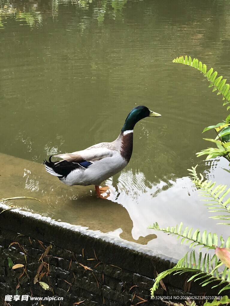 水边绿头鸭