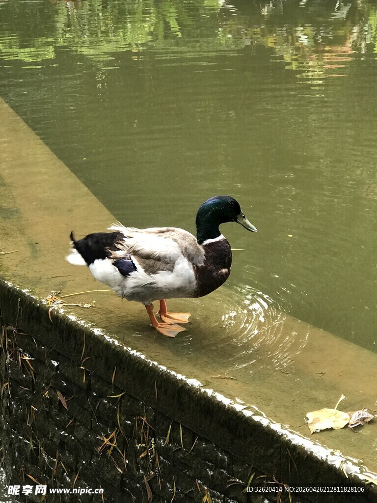 岸边的鸭子