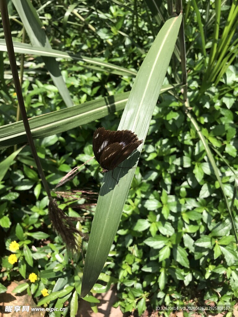 蝴蝶  