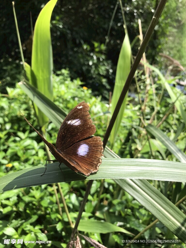 绿叶上的紫色斑点蝴蝶