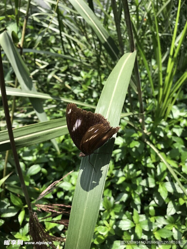 蝴蝶 