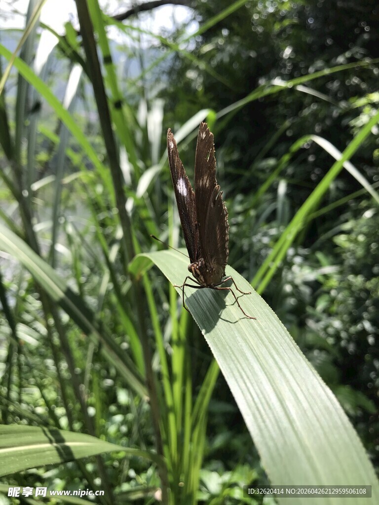 蝴蝶 