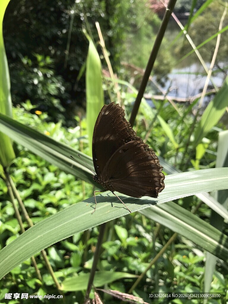 蝴蝶 