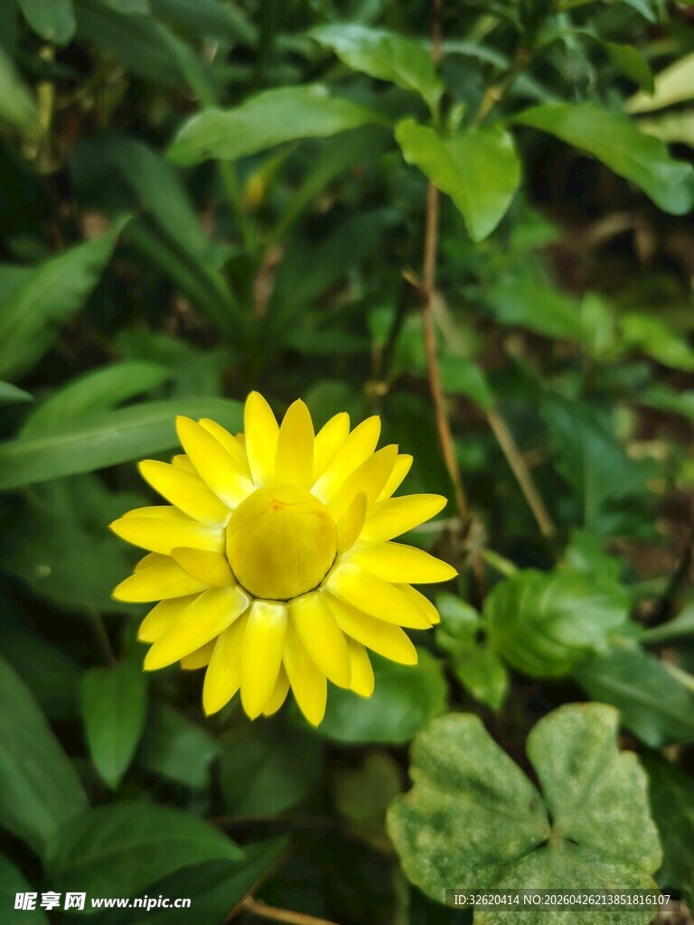黄色小花绽放绿叶间