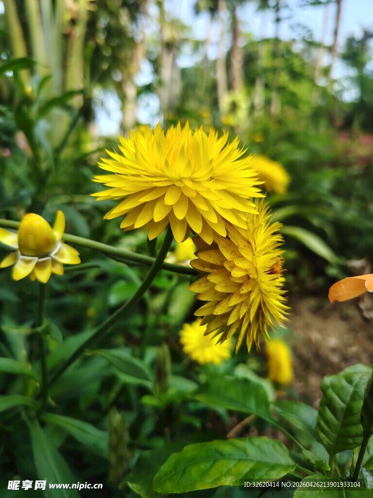 绽放的黄色小花