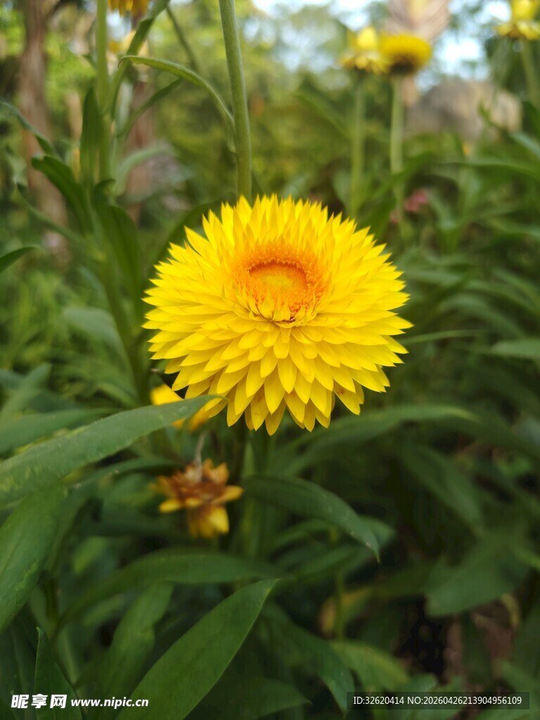 黄色雏菊绽放于绿叶间