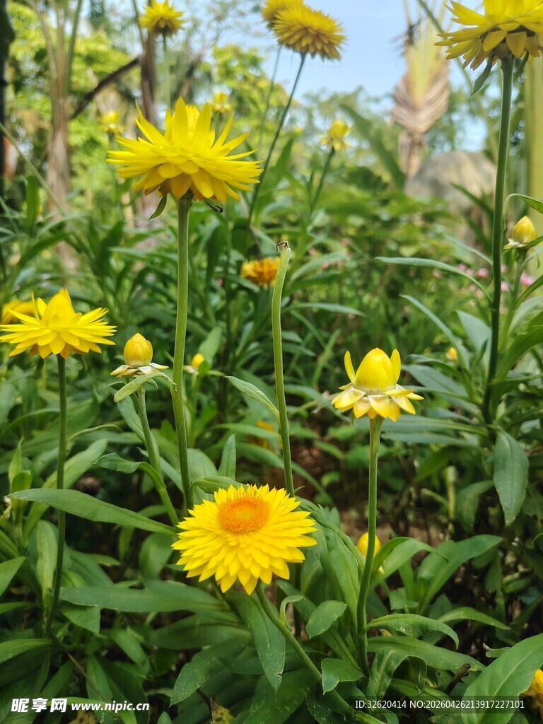 灿烂黄色小花