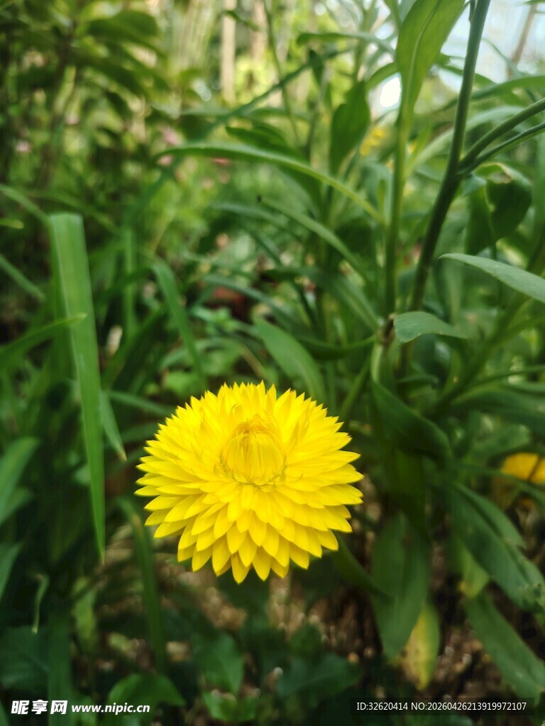 黄色小花绽放于草丛中