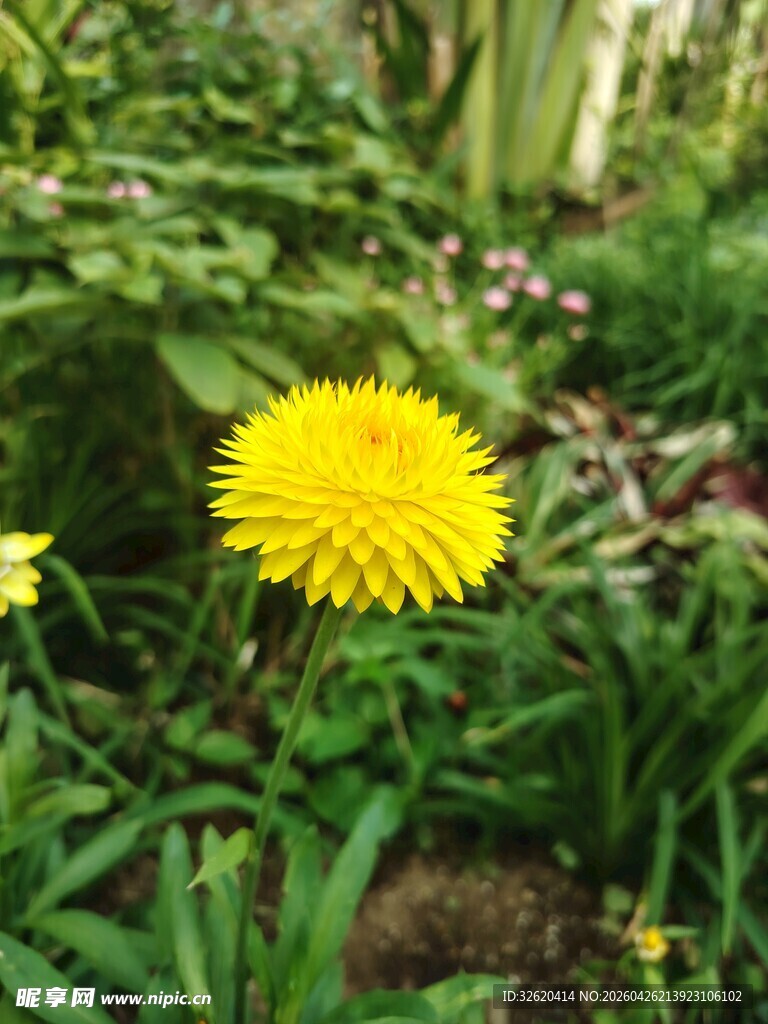 黄色蒲公英绽放于草丛中