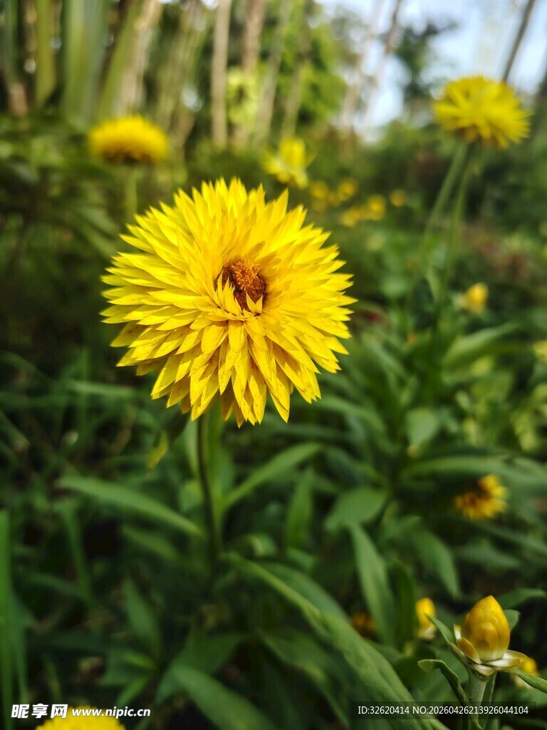 黄色灿烂菊