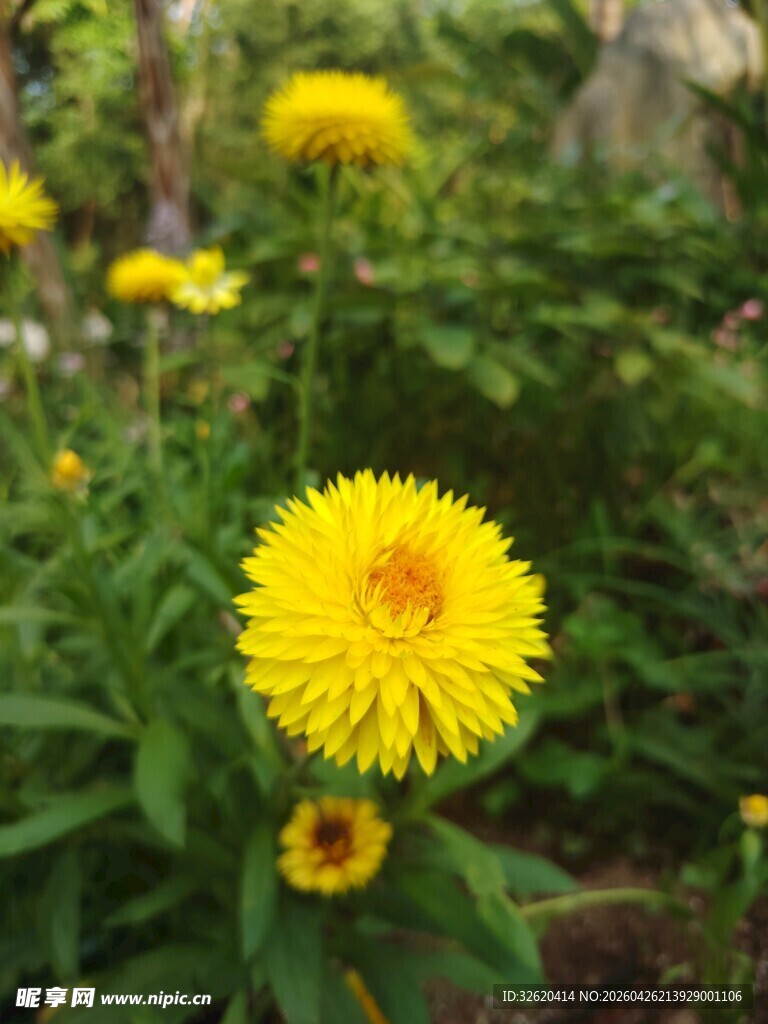 绽放的黄色美丽小花