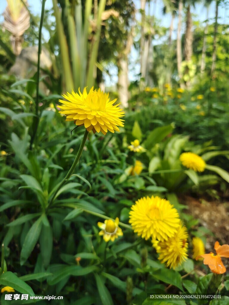 花园中的明艳黄色花卉