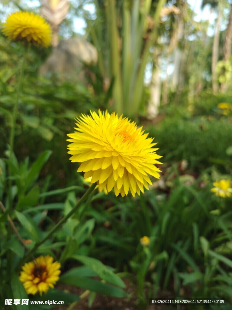 黄色花朵绽放于绿植间