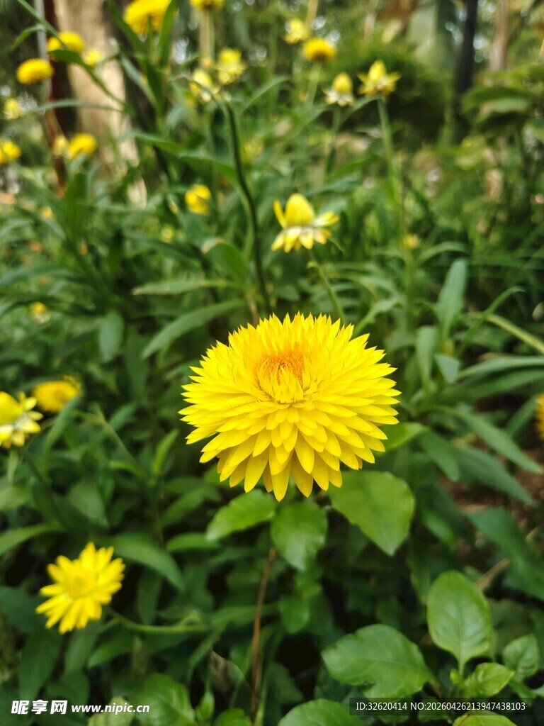 绽放的黄色蒲公英小花