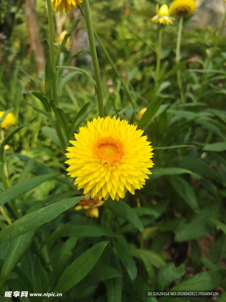 黄色绽放小花