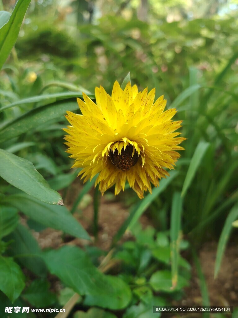 黄色花朵