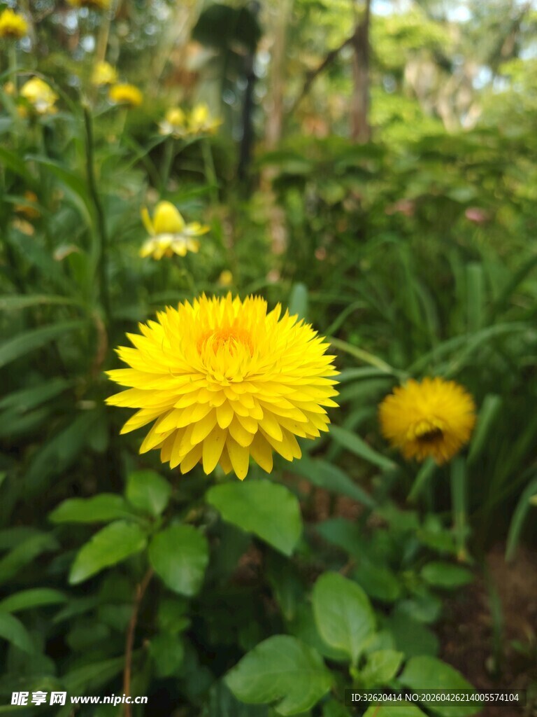 绽放的黄色蒲公英