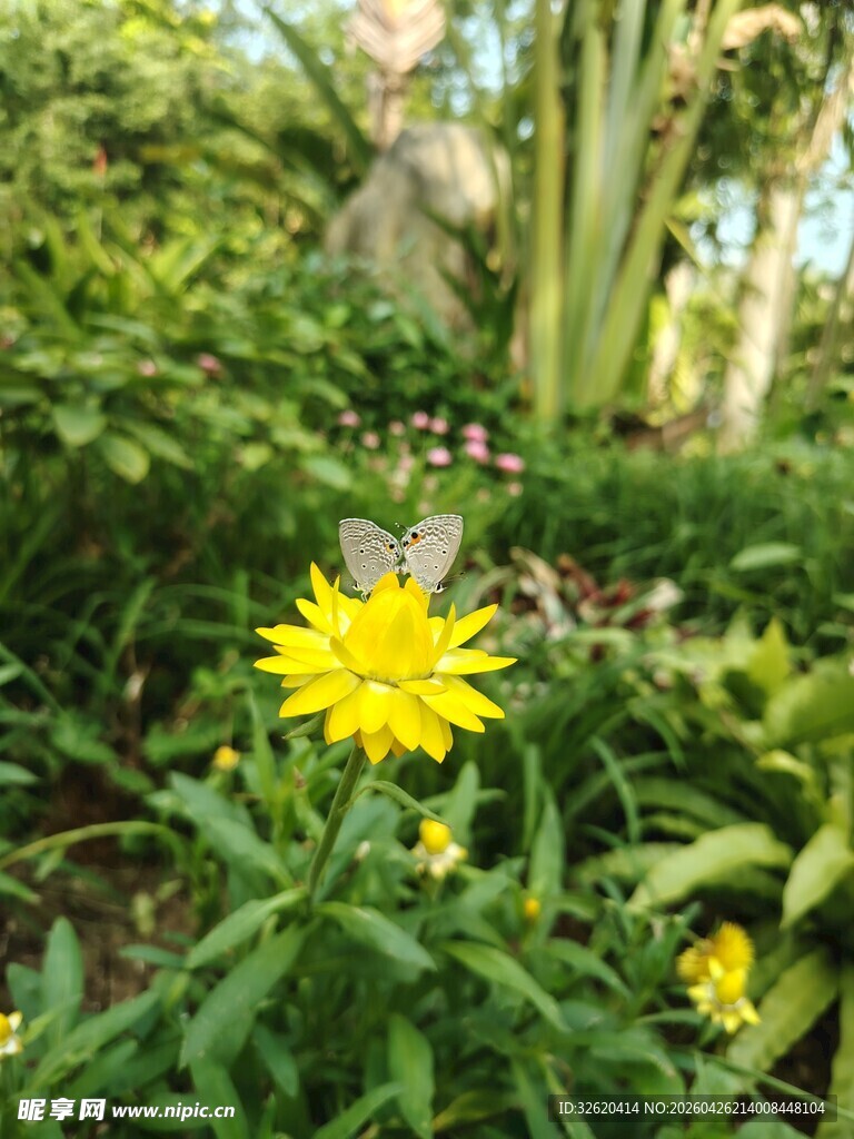 阳光下的黄色小花与蝴蝶
