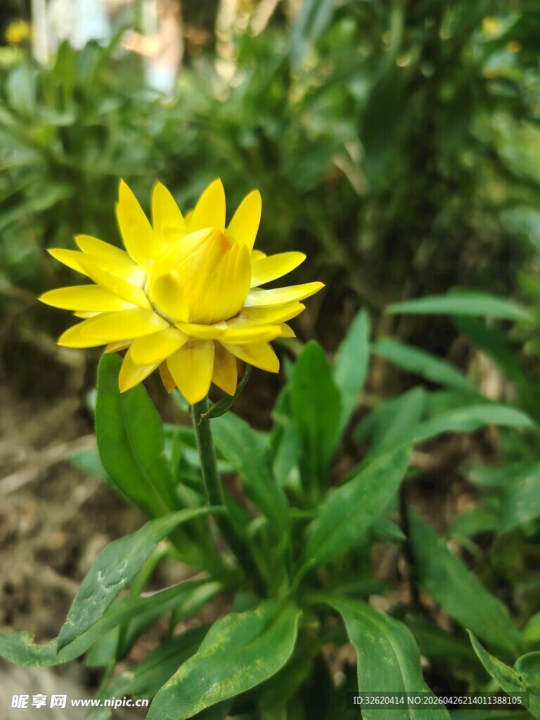 黄色花朵绽放绿叶间