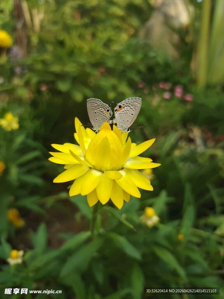 蝴蝶停驻在黄色花朵上